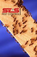 SES Ant Control Melbourne image 2